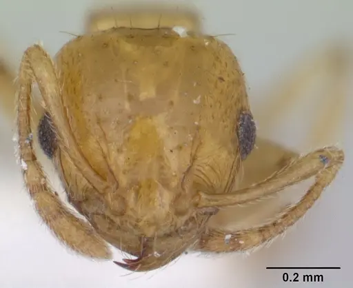 Ochetomyrmex semipolitus - CASENT0178552