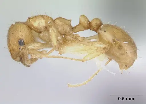 Ochetomyrmex semipolitus - CASENT0178552