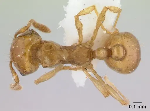 Ochetomyrmex semipolitus - CASENT0179475