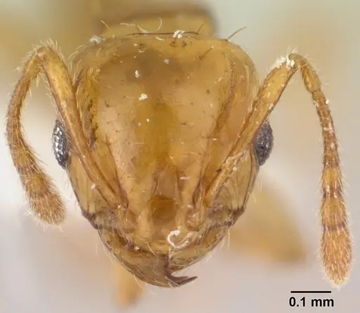 Ochetomyrmex semipolitus - CASENT0179475