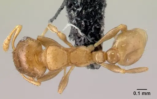 Ochetomyrmex semipolitus - CASENT0179593