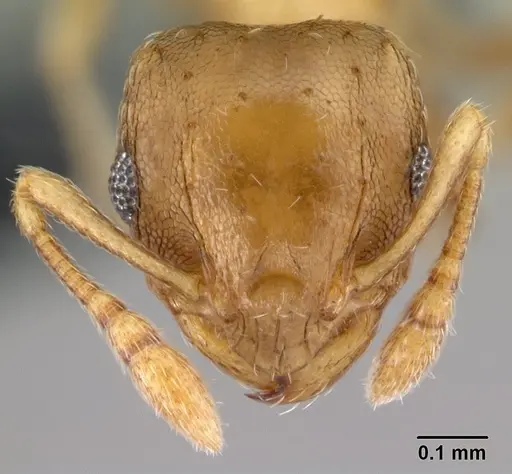 Ochetomyrmex semipolitus - CASENT0179593