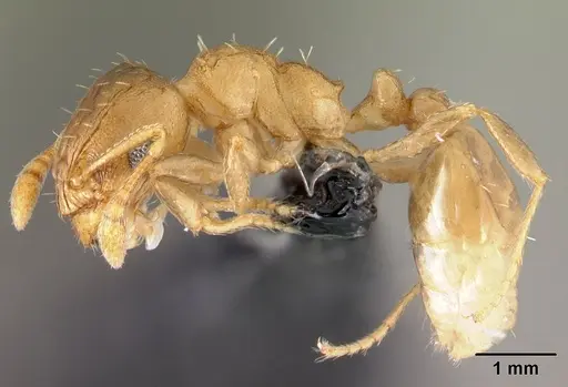 Ochetomyrmex semipolitus - CASENT0179593