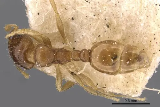 Ochetomyrmex semipolitus - CASENT0909210