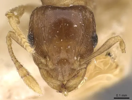 Ochetomyrmex semipolitus - CASENT0909210