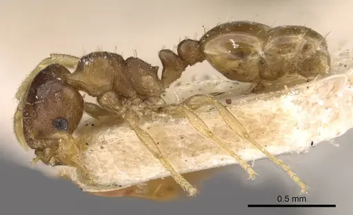 Ochetomyrmex semipolitus - CASENT0909210