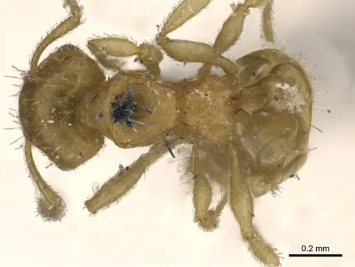 Ochetomyrmex semipolitus - CASENT0909211