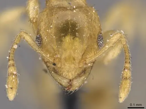Ochetomyrmex semipolitus - CASENT0909211