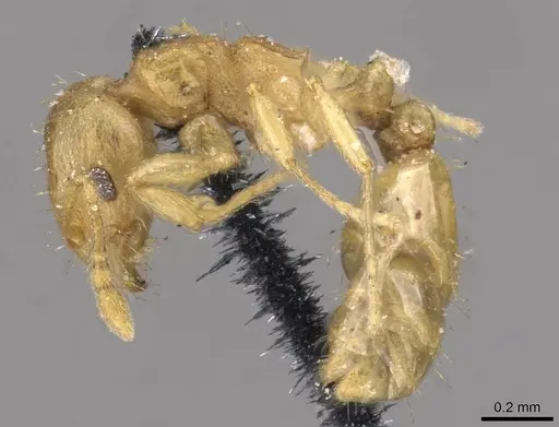 Ochetomyrmex semipolitus - CASENT0909211