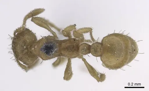 Ochetomyrmex semipolitus - CASENT0919729