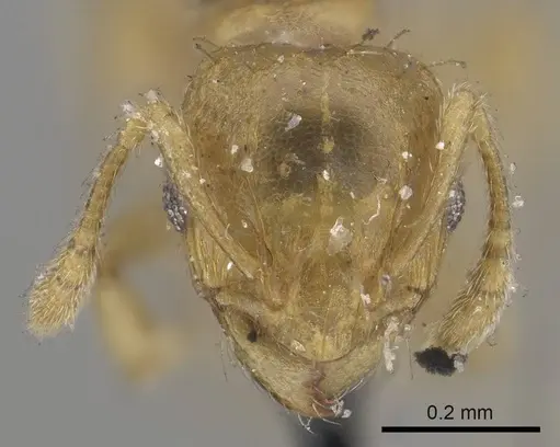 Ochetomyrmex semipolitus - CASENT0919729