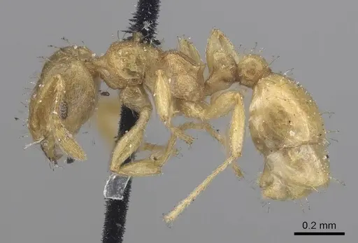 Ochetomyrmex semipolitus - CASENT0919729