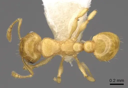 Ochetomyrmex semipolitus - CASENT0922803