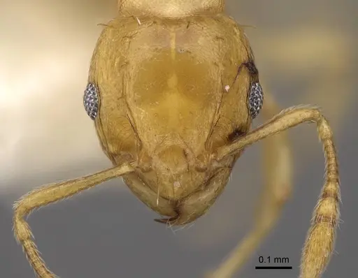 Ochetomyrmex semipolitus - CASENT0922803