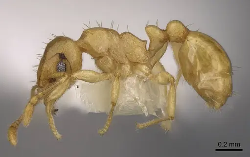 Ochetomyrmex semipolitus - CASENT0922803