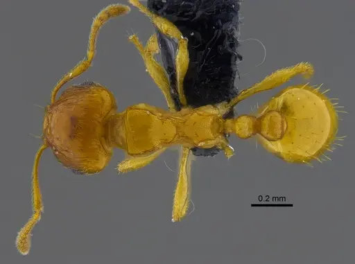 Ochetomyrmex semipolitus - CBUMAGENT41910