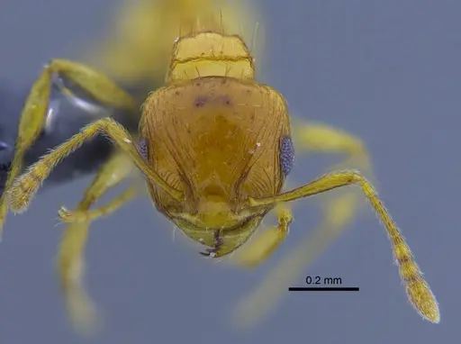 Ochetomyrmex semipolitus - CBUMAGENT41910