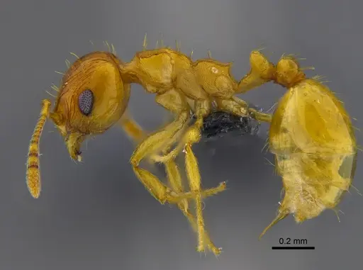 Ochetomyrmex semipolitus - CBUMAGENT41910