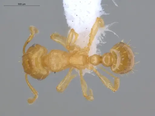 Ochetomyrmex semipolitus - ECOFOG-IT14-0457-08