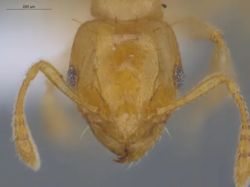 Ochetomyrmex semipolitus - ECOFOG-IT14-0457-08