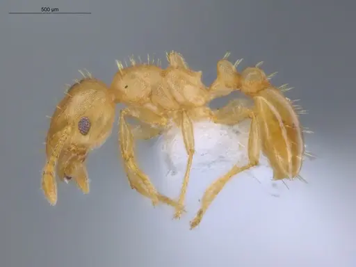 Ochetomyrmex semipolitus - ECOFOG-IT14-0457-08