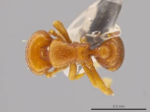 Octostruma ascrobicula specimen