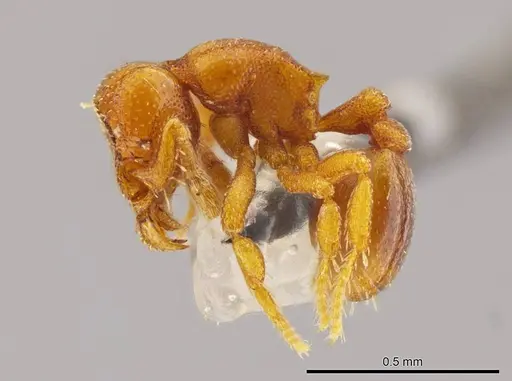 Octostruma ascrobicula specimen
