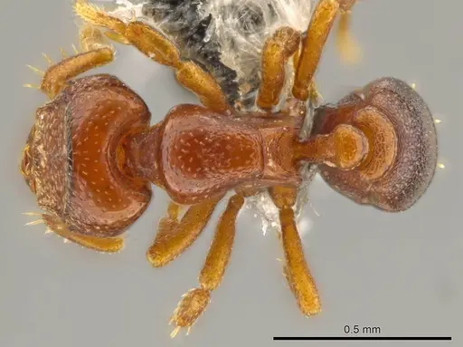 Octostruma ascrobis specimen