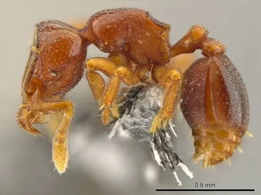 Octostruma ascrobis specimen