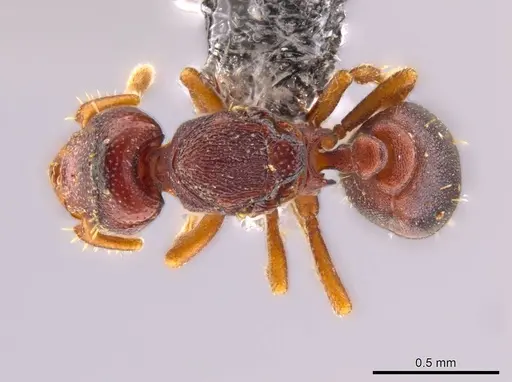 Octostruma ascrobis - CASENT0614238