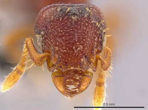 Octostruma ascrobis - CASENT0614238