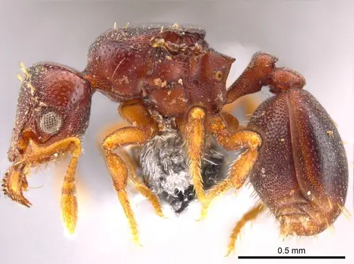 Octostruma ascrobis - CASENT0614238