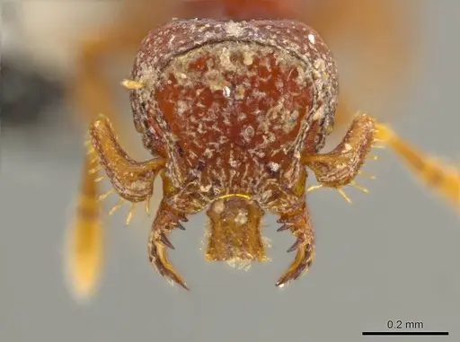 Octostruma ascrobis - CASENT0627355