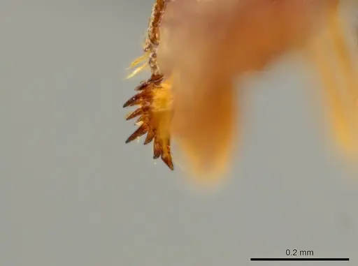 Octostruma ascrobis - CASENT0627355