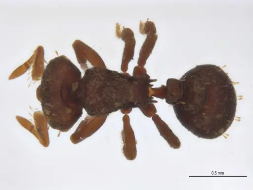 Octostruma balzani specimen