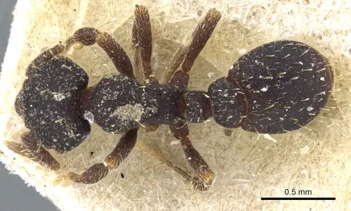 Octostruma batesi specimen