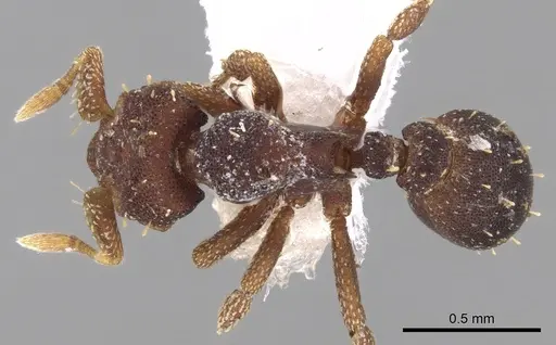 Octostruma betschi specimen