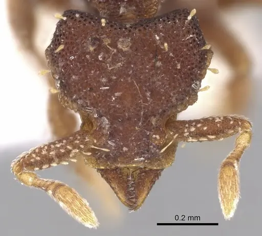 Octostruma betschi specimen