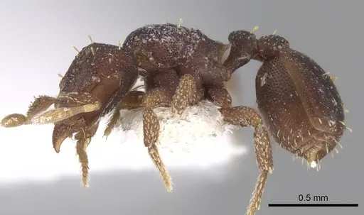 Octostruma betschi specimen