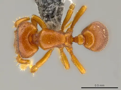 Octostruma convallis specimen