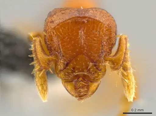 Octostruma convallis specimen