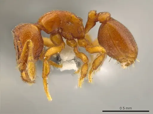 Octostruma convallis specimen