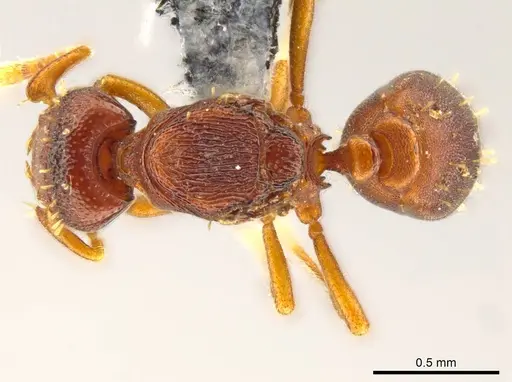 Octostruma convallis - CASENT0627382