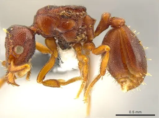 Octostruma convallis - CASENT0627382