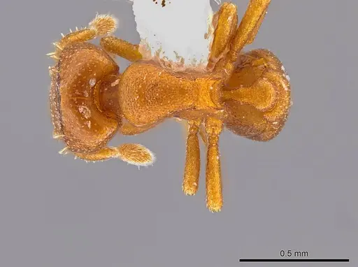 Octostruma convallisur specimen