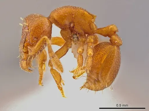 Octostruma convallisur specimen