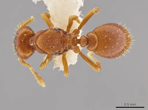 Octostruma convallisur - MCZ-ENT00511415