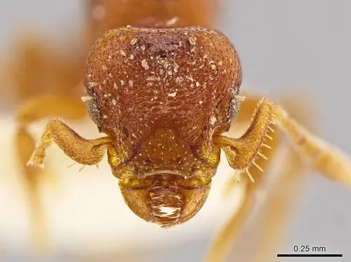 Octostruma convallisur - MCZ-ENT00511415