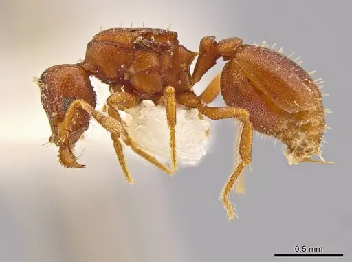 Octostruma convallisur - MCZ-ENT00511415