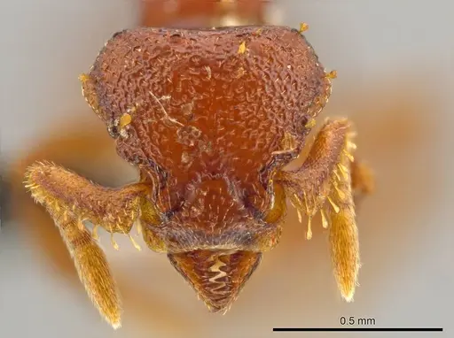 Octostruma cyrtinotum specimen